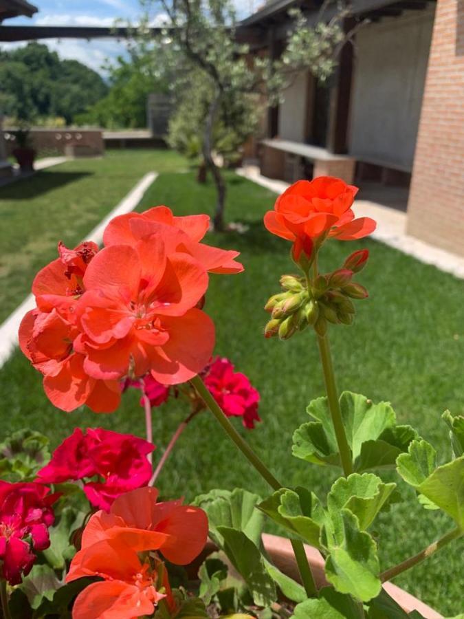 Bed and Breakfast La Collina Su Ascoli Асколі-Пічено Екстер'єр фото
